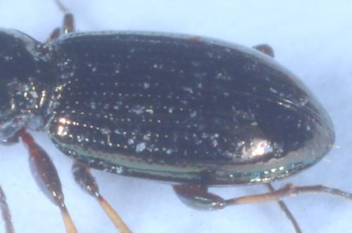 Réf. 315 614 : Bembidion properans